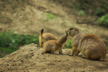 prairie dog on the ground - Präriehund - Erdhörnchen - Nagetier - Pelz - Pelzig - Tier - Animal - Cute Prairie Dog - Family - Groundhog - Genus Cynomys - Close Up - Meadow - High quality photo	