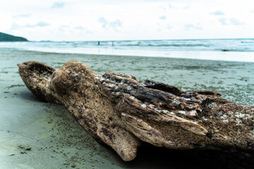 Close-up view reveals the texture and intricate details of lifeless driftwood resting on the serene beach. Sky and wave in background