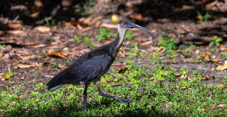 Straw-Necked Ibis