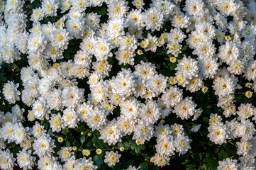 White small flowers of chrysanthemum as natural carpet. Natural background.