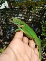 Iguana iguana. World Animal Day.