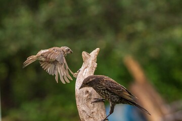 Female Red winged Blackbird with a Purple Finch