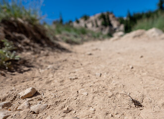 white-spotted sawyer longhorn beetle on a dirt trail at Lassen Volcanic National Park in California