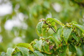 Fototapeta na wymiar Young fruits of Japanese cornelian cherry, wet in the rain