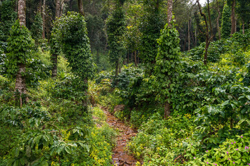 coffee plantation with black pepper plants