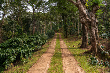 A coffee plantation in Mudigere, India