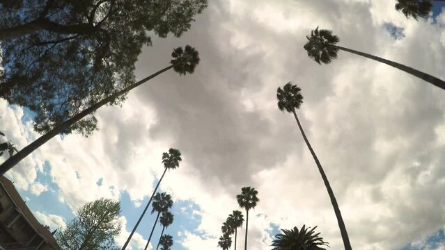 4K video of palm trees