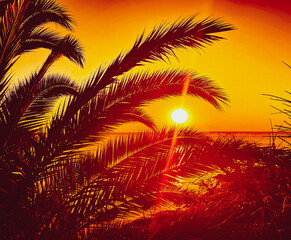 Fototapeta na wymiar palm trees and branches and in the background sea beach and sunset a perfect holiday