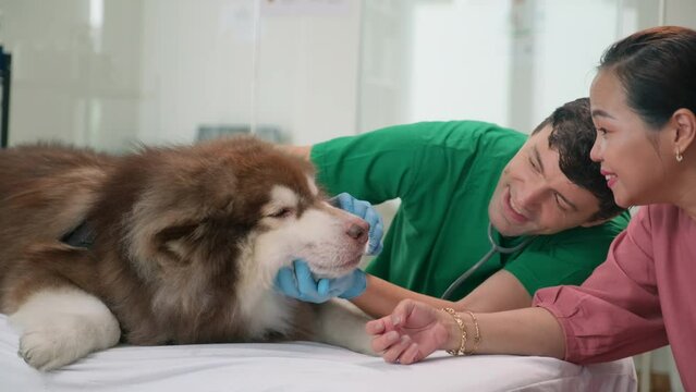 Male Veterinarian in green uniform and gloves checking Alaskan Malamute teeth while woman calming it during consultation in clinicMale Veterinarian in green uniform and gloves checking Alaskan Malamut
