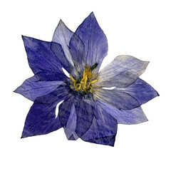 Pressed Purple Balloon Flower