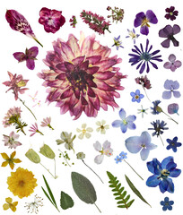 Rainbow Pressed Flowers