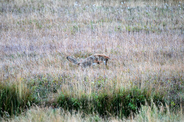 Coyote on the Hunt
