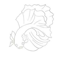 illustration of a seashell