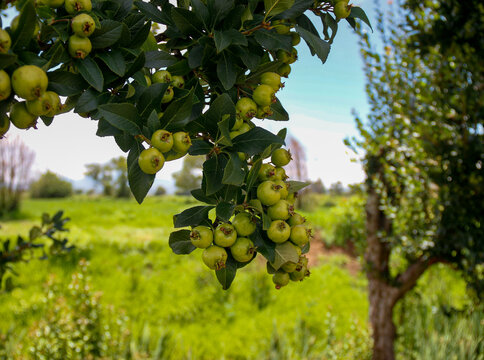 Tejocotes por madurar