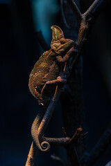 Chameleon with black backround, beautiful of chameleon, chameleon branch