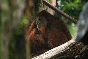 Portrait of a male orangutan. Close-up. An excellent illustration