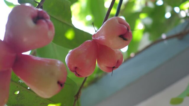 Fresh unripe nature Rose apple on the tree