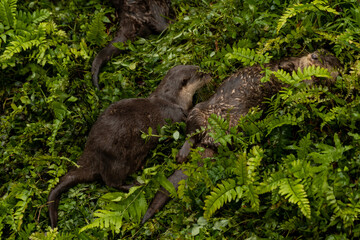 Couple of Otters in a park in Singapore taking a rest in a summer day