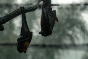 Two grey-headed flying foxes on the tree upside down during the rainy day