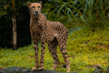 Fototapeta premium Cheetah standing on the rock during the rainy day