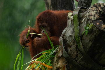 Obraz premium Orangutan eating grass on a rainy day