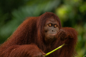 Adult orangutan considering wheather he should eat the grass stick