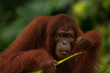 Adult orangutan eating the stick with his tongue visible