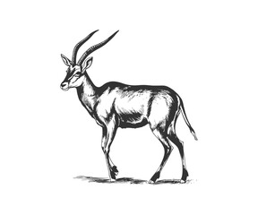Antelope. Vector illustration design.