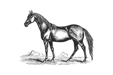 Horse Standing Hand Drawn Sketch Woodcut Style. Vector illustration design.