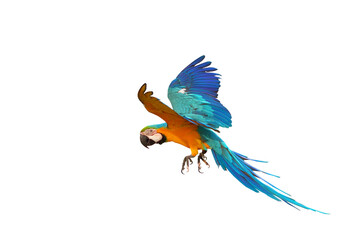 Colorful flying parrot isolated on transparent background png file