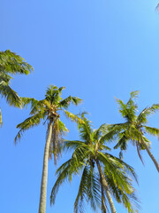 Coconut tree and palm with blue sky background