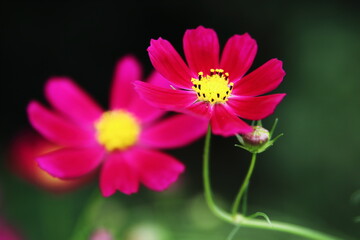 ピンクのコスモスの花