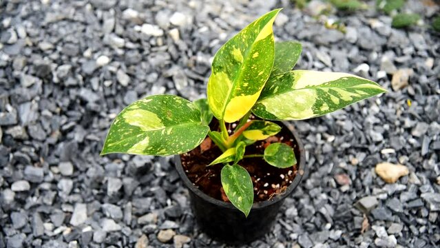 Philodendron Green congo Hybrid in the pot