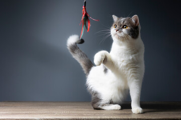 Tabby white kitten is playing a toy made of chicken feathers on a gray background.