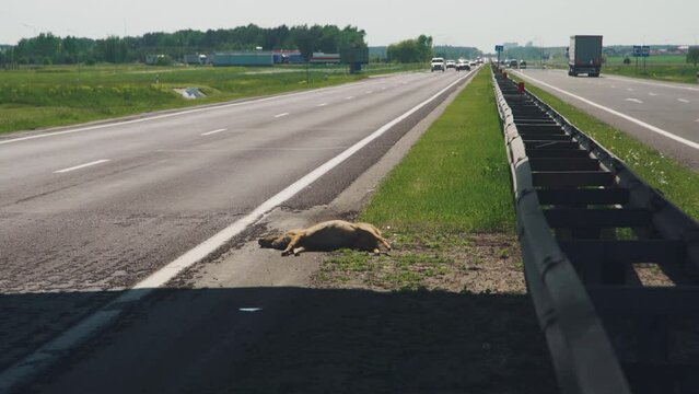 Dead animal deer lies on the road. A road accident. The car hit a roe deer on the highway. 