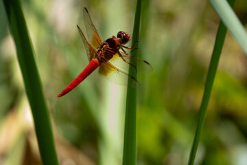 red dragonfly on a green leaf flame skimmer