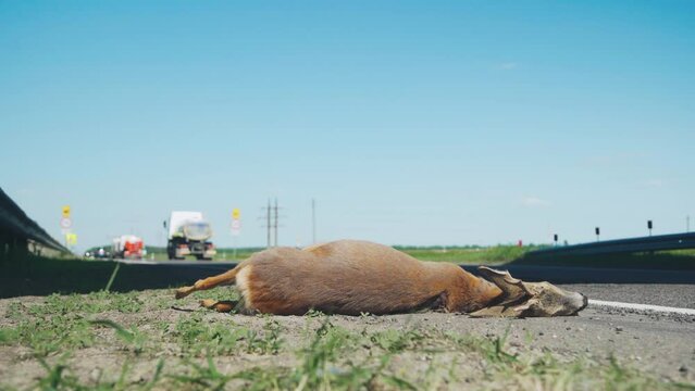 A road accident. The car hit a roe deer on the highway. Dead animal deer lies on the road.
