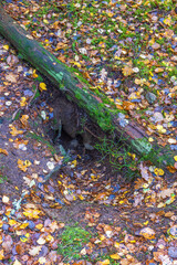 Animal sett on the forest floor in autumn