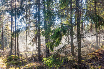 Fototapeta premium Sunbeams in the mist in a spruce forest