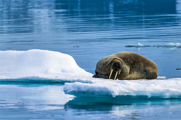 Naklejka premium Walrus on a melting ice floe in the arctic