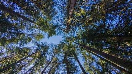 Pacific Northwest Old Growth Forest Canopy 