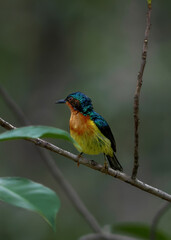 A colorful bird on a branch