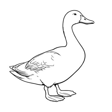 duck pencil drawing coloring book. Vector illustration