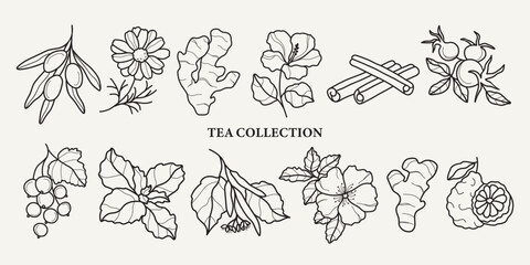 Hand drawn vector herbal tea collection - obrazy, fototapety, plakaty