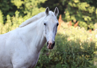 Obraz na płótnie Canvas Grey Andalusian horse portrait near the summer ranch 