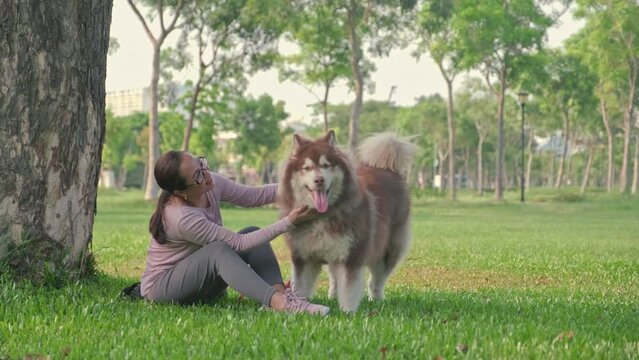 Female owner petting Alaskan Malamute fluffy dog while spending time and playing in city parkFemale owner petting Alaskan Malamute fluffy dog while spending time and playing in city parkFemale owner p