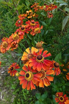 Closeup on the brilliant orange to red flowers of the sneezeweed, Helenium autumnale in the garden