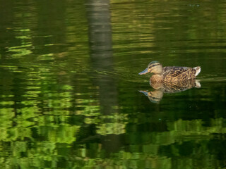 duck on the lake