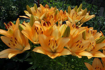 peach-colored lilies (Asian hybrid) bloom in a flower bed in a garden plot