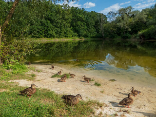ducks on the lake